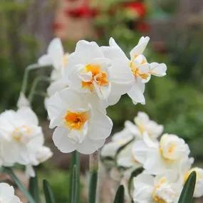 Sir Winston Churchill Daffodil (Narcissus Sir Winston Churchill) Img 5